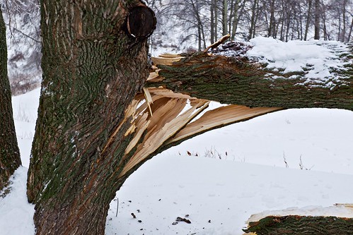 Один человек погиб, еще один пострадал в результате падения дерева на Щелковском шоссе