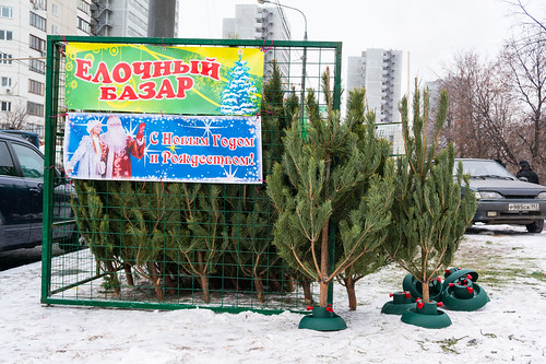 Более 250 елочных базаров открылось сегодня в Москве