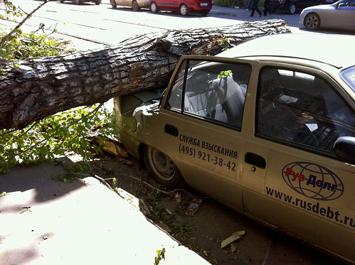В Москве из-за шквального ветра рухнуло 10 деревьев