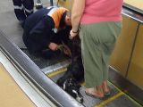 Собаку зажало на эскалаторе в метро