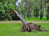 Непрекращающиеся дожди стали причиной массового падения деревьев