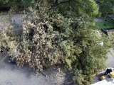 Упавшее дерево раздавило несколько автомобилей