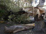 Упавшее дерево раздавило несколько автомобилей