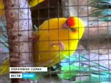 На таможне задержана крупная партия новозеландских и австралийских попугаев
