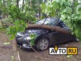 Ветер валит деревья в Москве: на севере столицы пострадали две машины