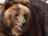 Цирковой медведь ранил женщину под Москвой