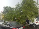 На севере Москвы из-за сильного ветра дерево упало на дорогу